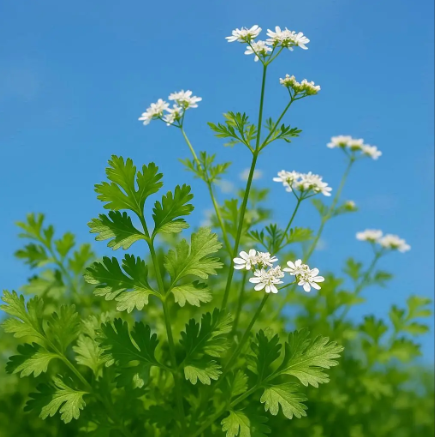 Koriandri: The Ultimate Guide to Drying and Using Coriander Seeds